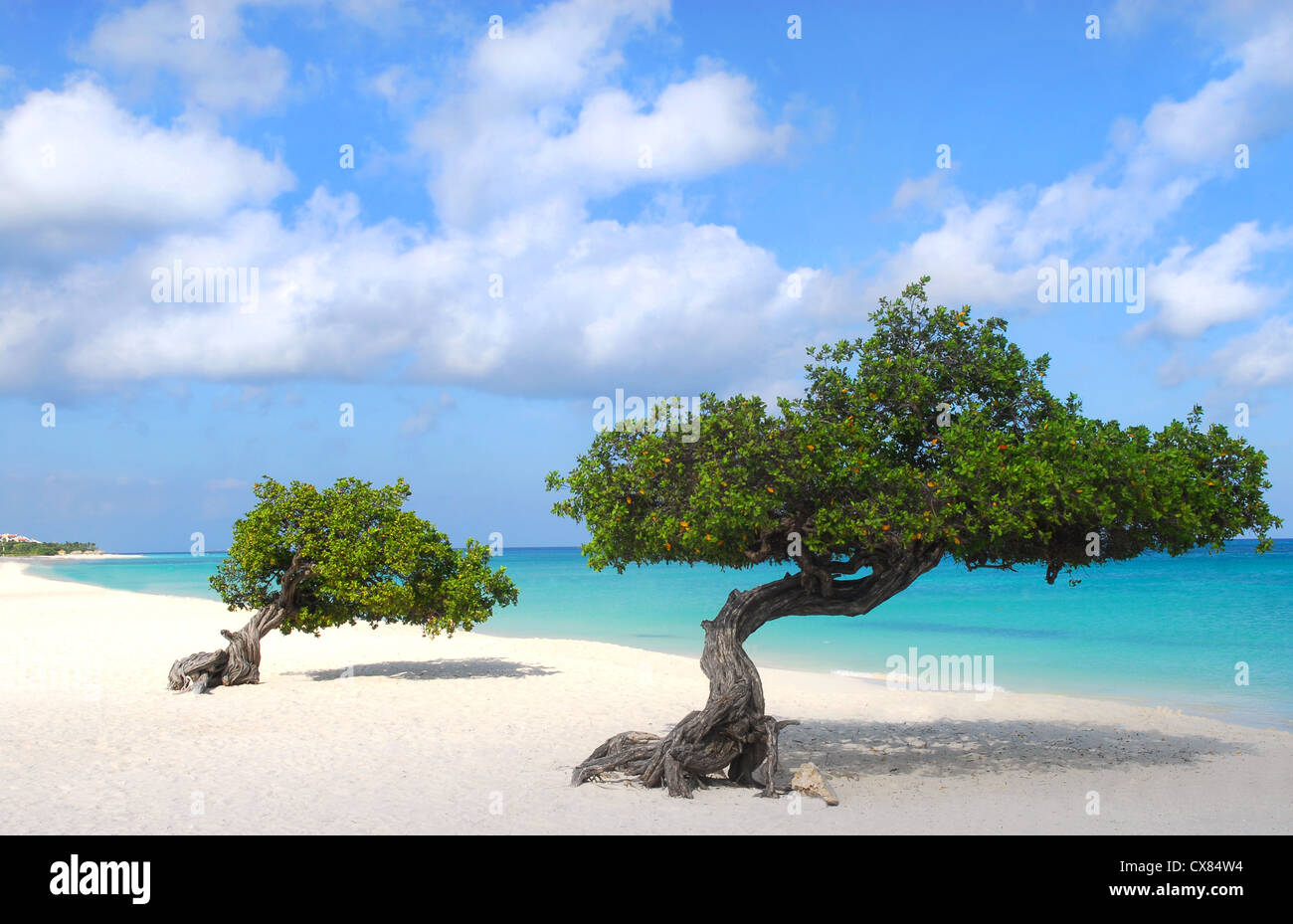 Divi-Divi-Bäume am Ufer des Eagle Beach in Aruba Stockfoto