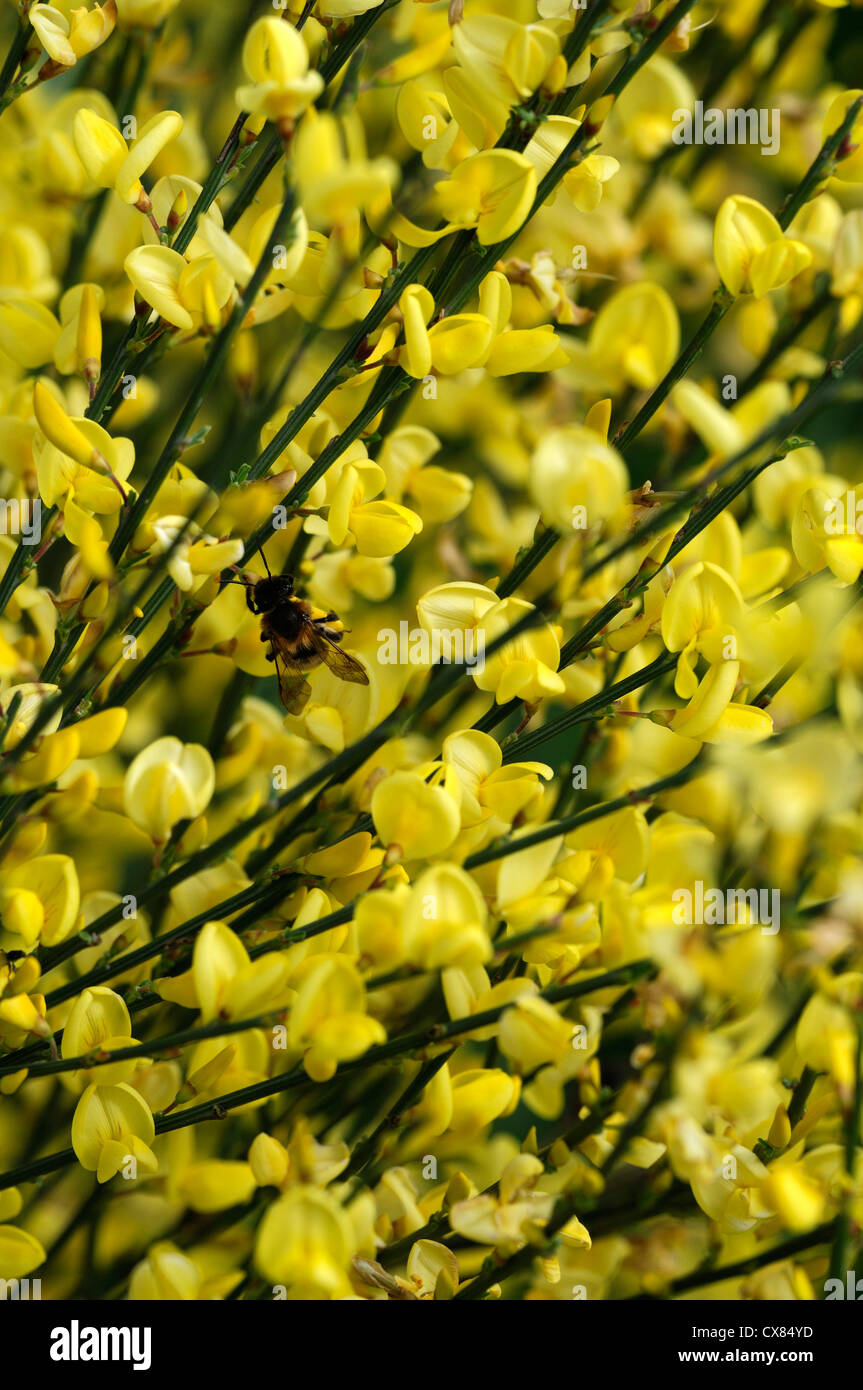 Cytisus X praecox Allgold leuchtend gelben Blüten Blütenblätter Sträucher laubabwerfende Pflanze Porträts Blume Blüte Blüte Frühling Strauch Stockfoto