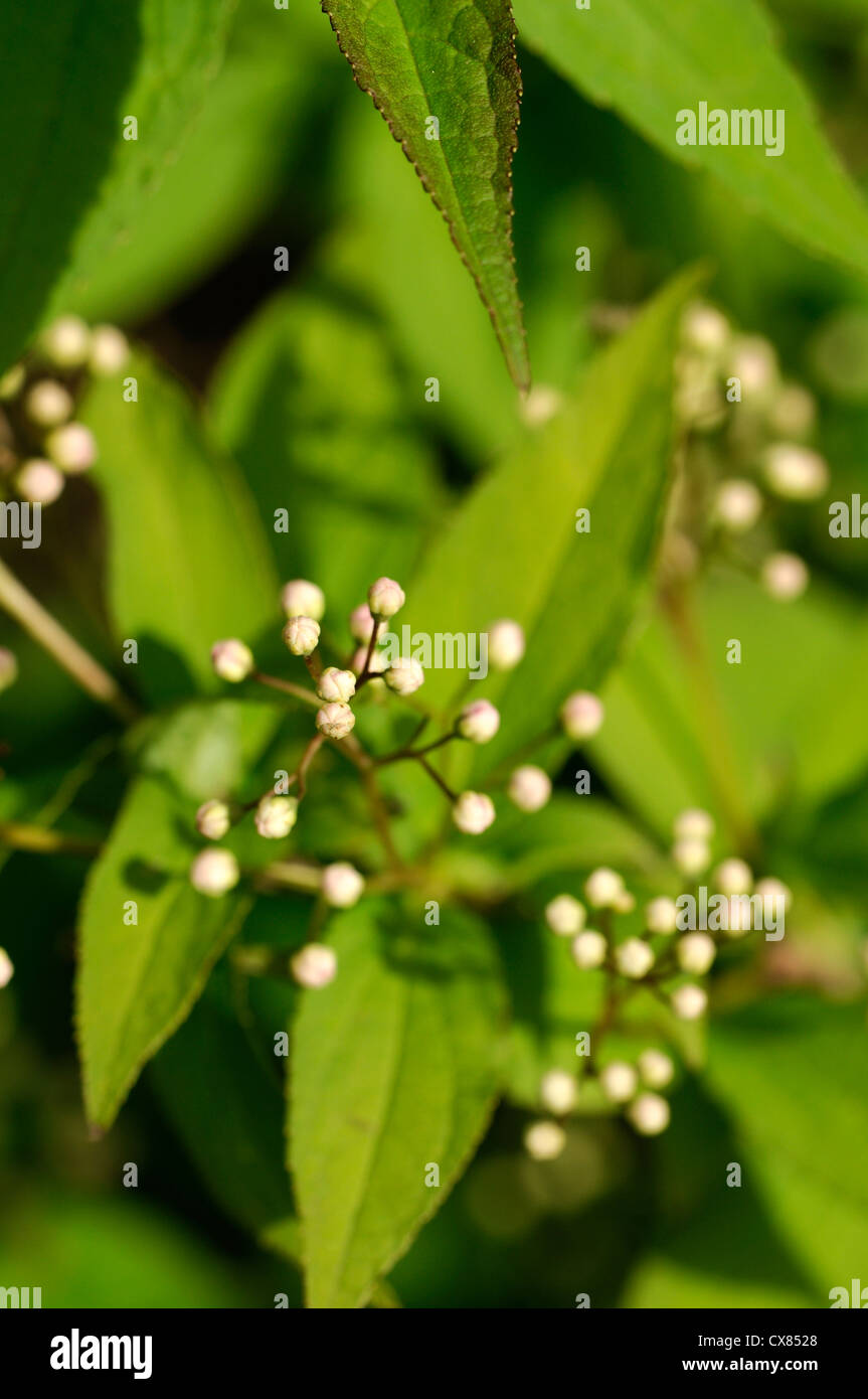 Deutzie Lemoinei Blütenknospen weiße Blumen Blüte Blüte Blüte Frühling