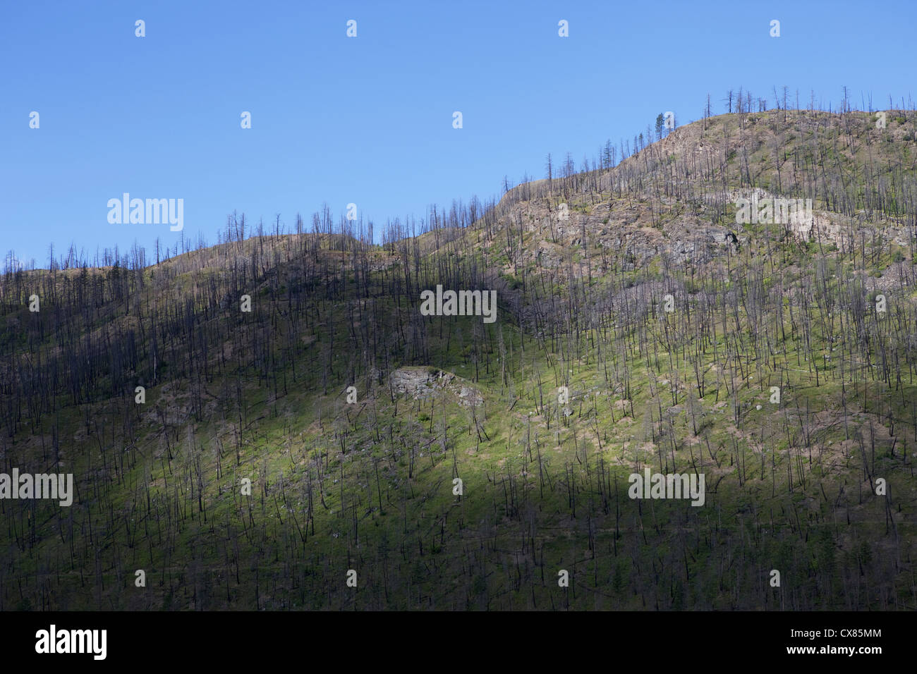 Von 2003-Gesamtstruktur Feuerschaden; Barriere, British Columbia, Kanada Stockfoto