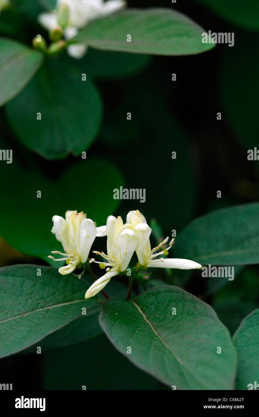 Lonicera Ruprechtiana Creme wei gelb Kletterer Klettern Strucher Blumen  duftenden Blten duftende Pflanze Portrts Geibltter Stockfotografie -  Alamy