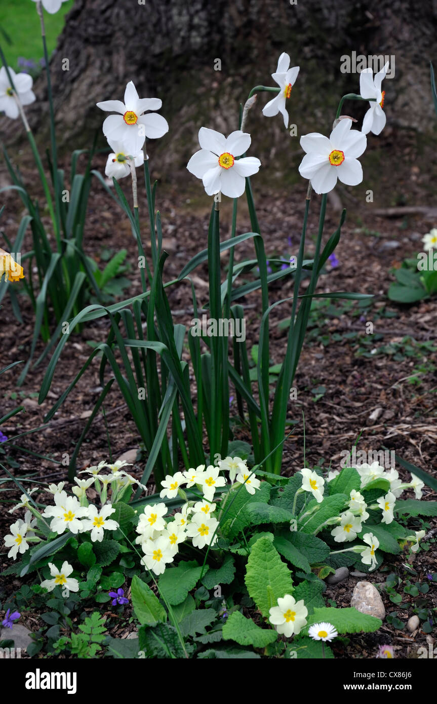 Narcissus Poeticus Recurvus AGM Narzissen alte Fasane Auge Wald Einstellung Primel Primula Vulgaris mischen gemischte Pflanzung Schema Stockfoto