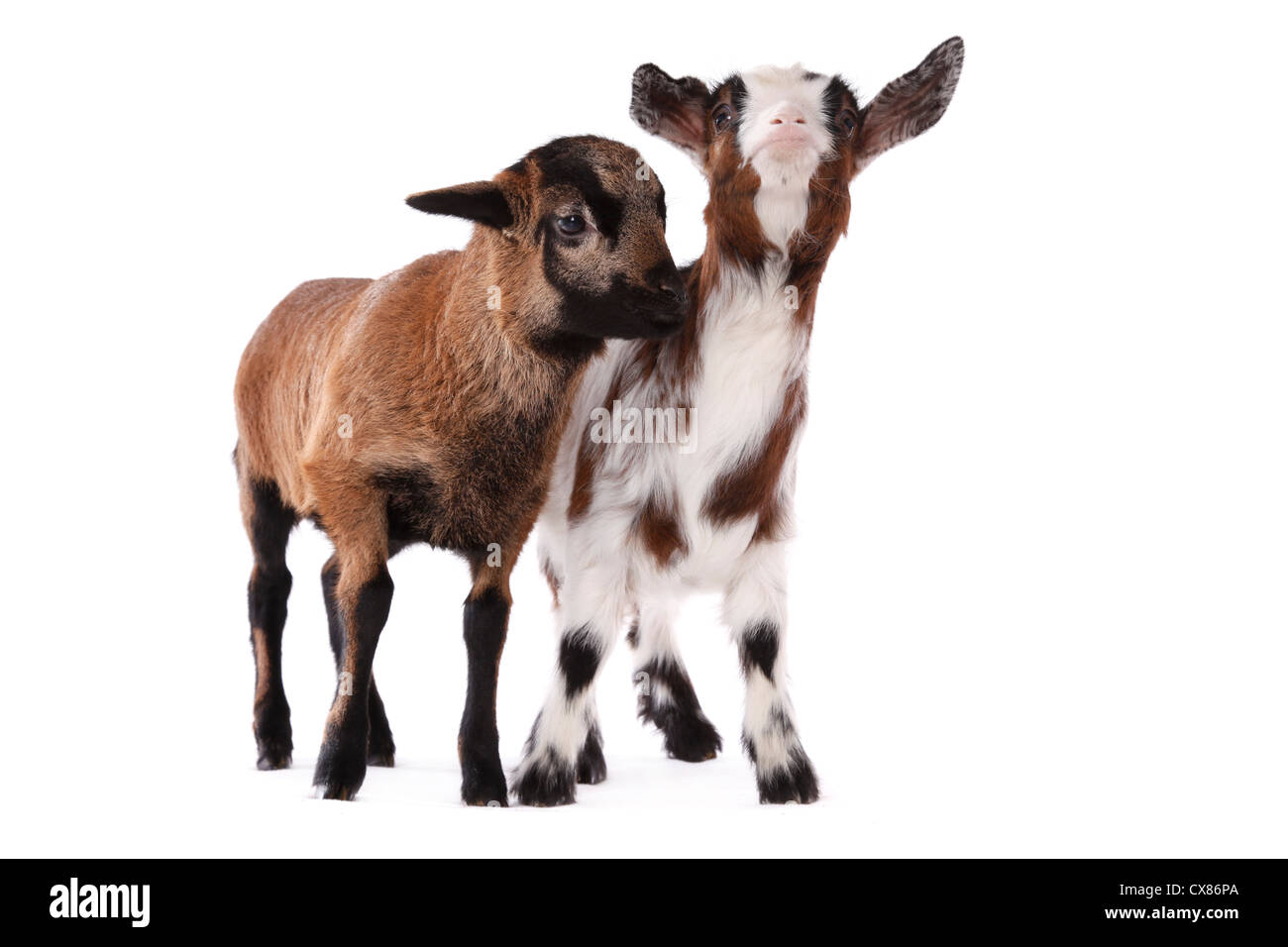 Yeanling Ziege und Yeanling Lamm Stockfoto