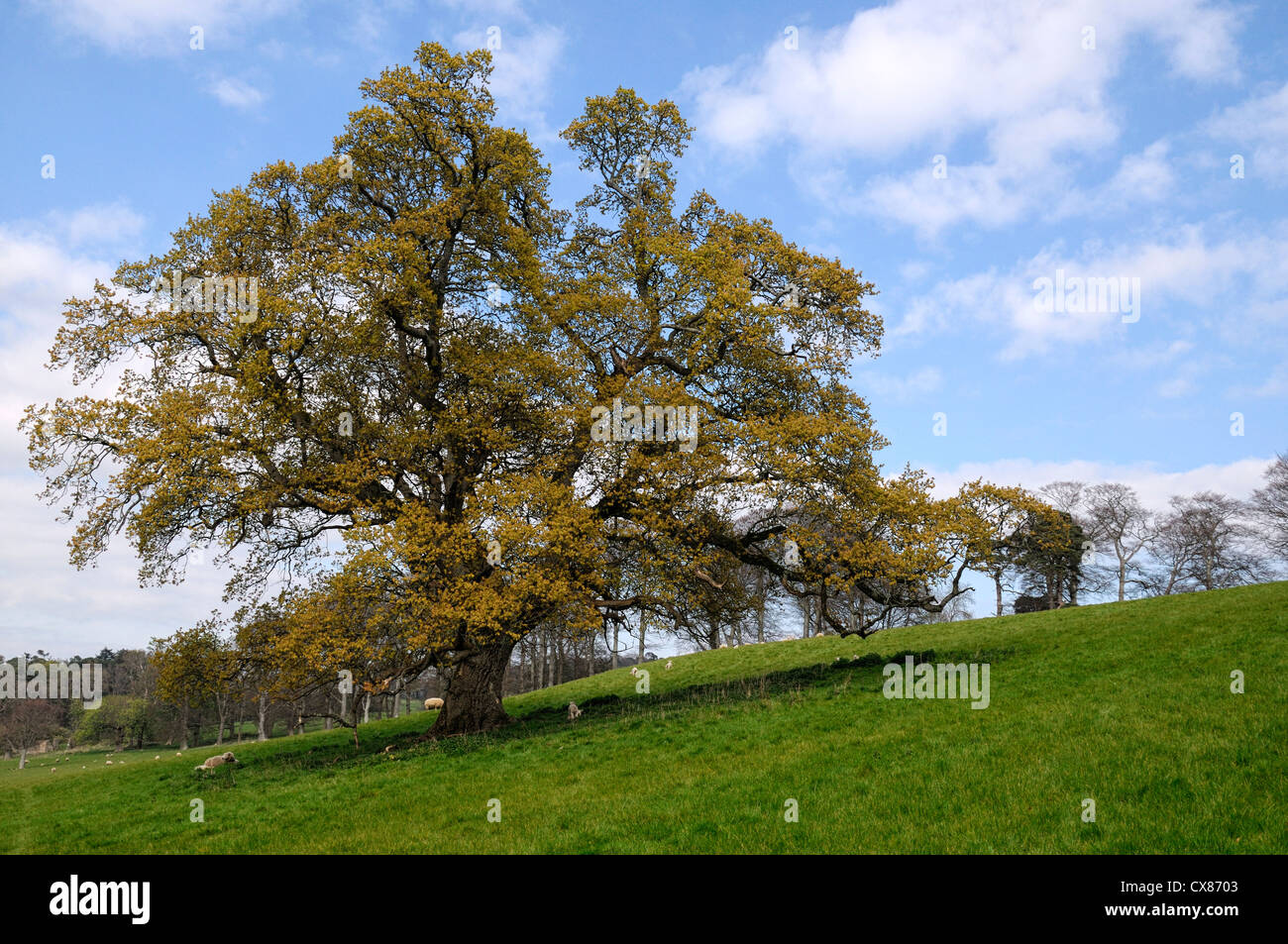 Eiche auf einer hügeligen Hügel Hang Frühjahr Laub grünen Blättern Stockfoto