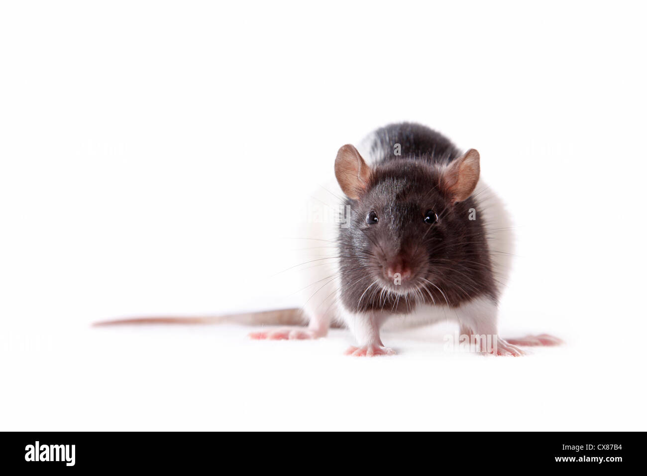 Ratte Stockfoto