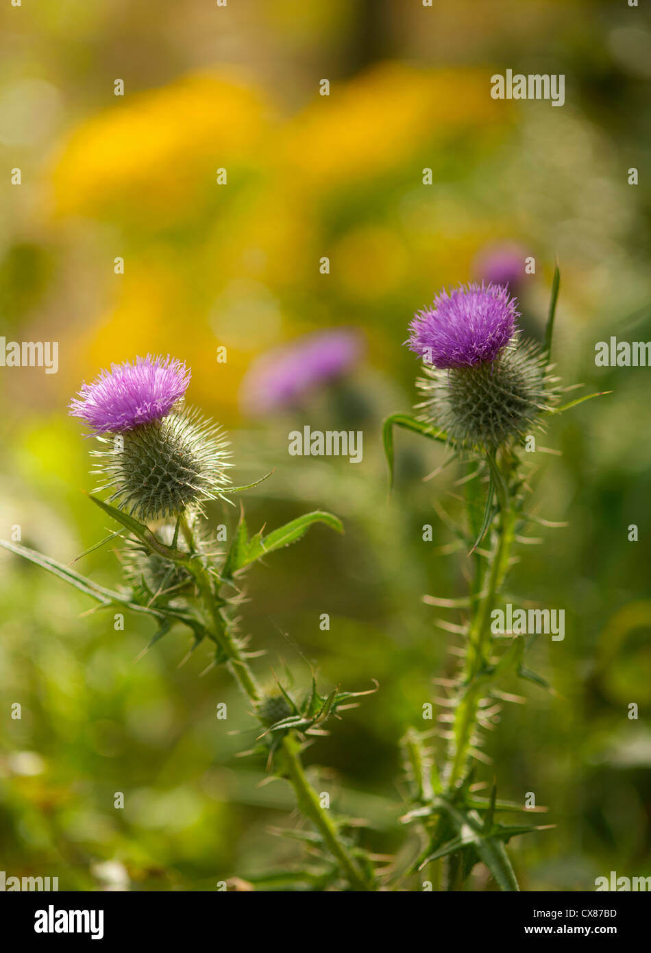 Kratzdistel häufig in Scotlandand in ganz Europa verbreitet. SCO 8521 Stockfoto