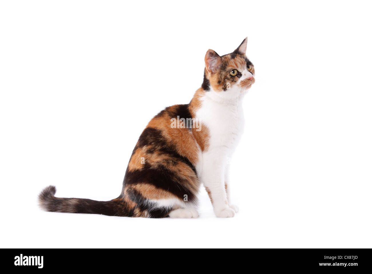 Calico Stockfoto