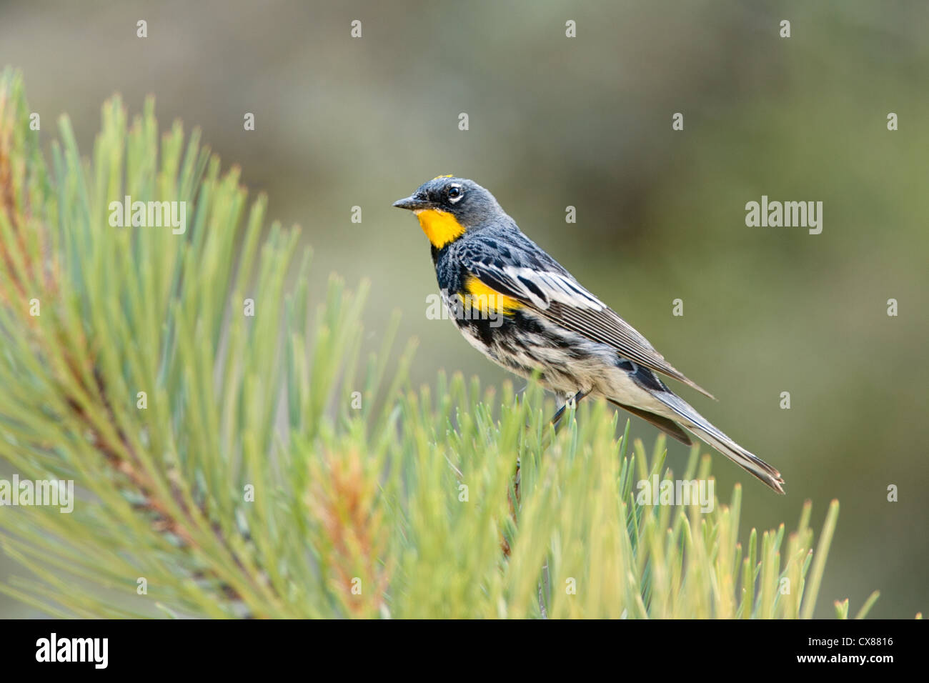 Audubon's Warbler Bird songbird sitzt in Spruce Stockfoto