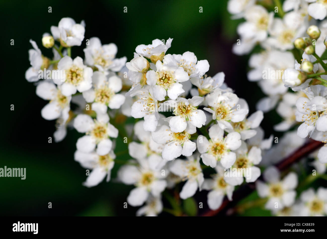 Prunus Serrulata Fugenzo japanische Cherry Hill Cherry Oriental Cherry ostasiatische Kirsche Weiße Blumen Frühling Stockfoto