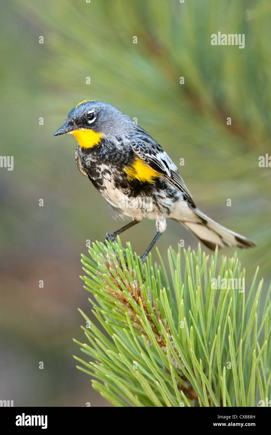 Audubon's Warbler Bird songbird sitzt in der Vertikalen von Fichte Stockfoto