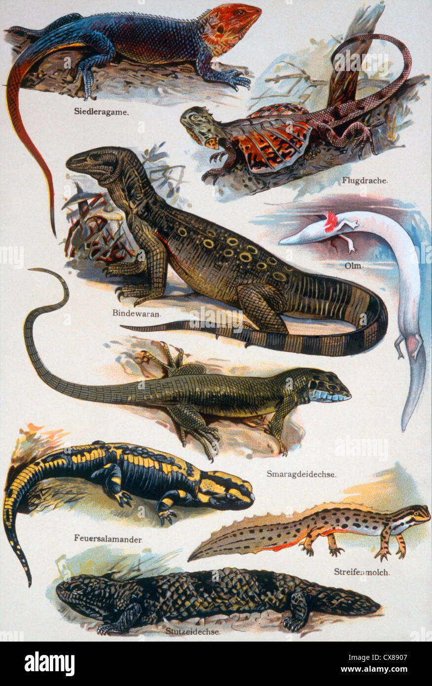 Verschiedene Reptilien, 19. Jahrhundert Gravur Stockfoto