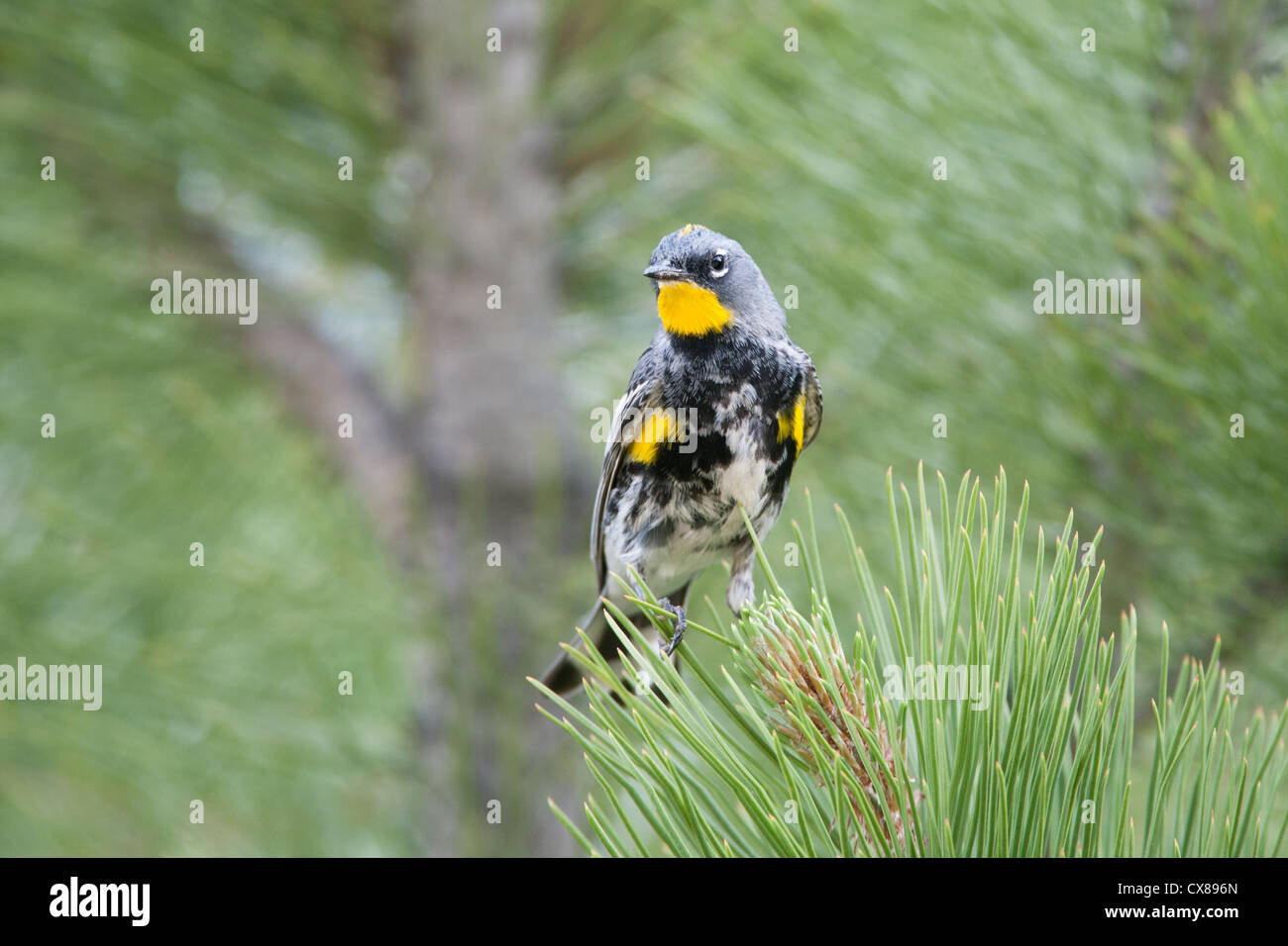 Audubon's Warbler Bird songbird sitzt in Spruce Stockfoto