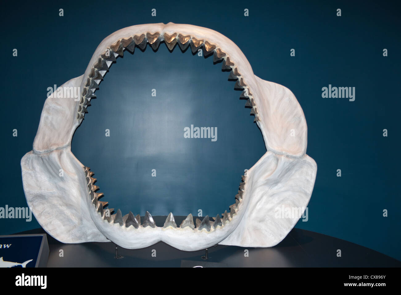 Versteinerten Rachen des prähistorischen Hai im Tellus Science Museum Cartersville Georgia USA Stockfoto