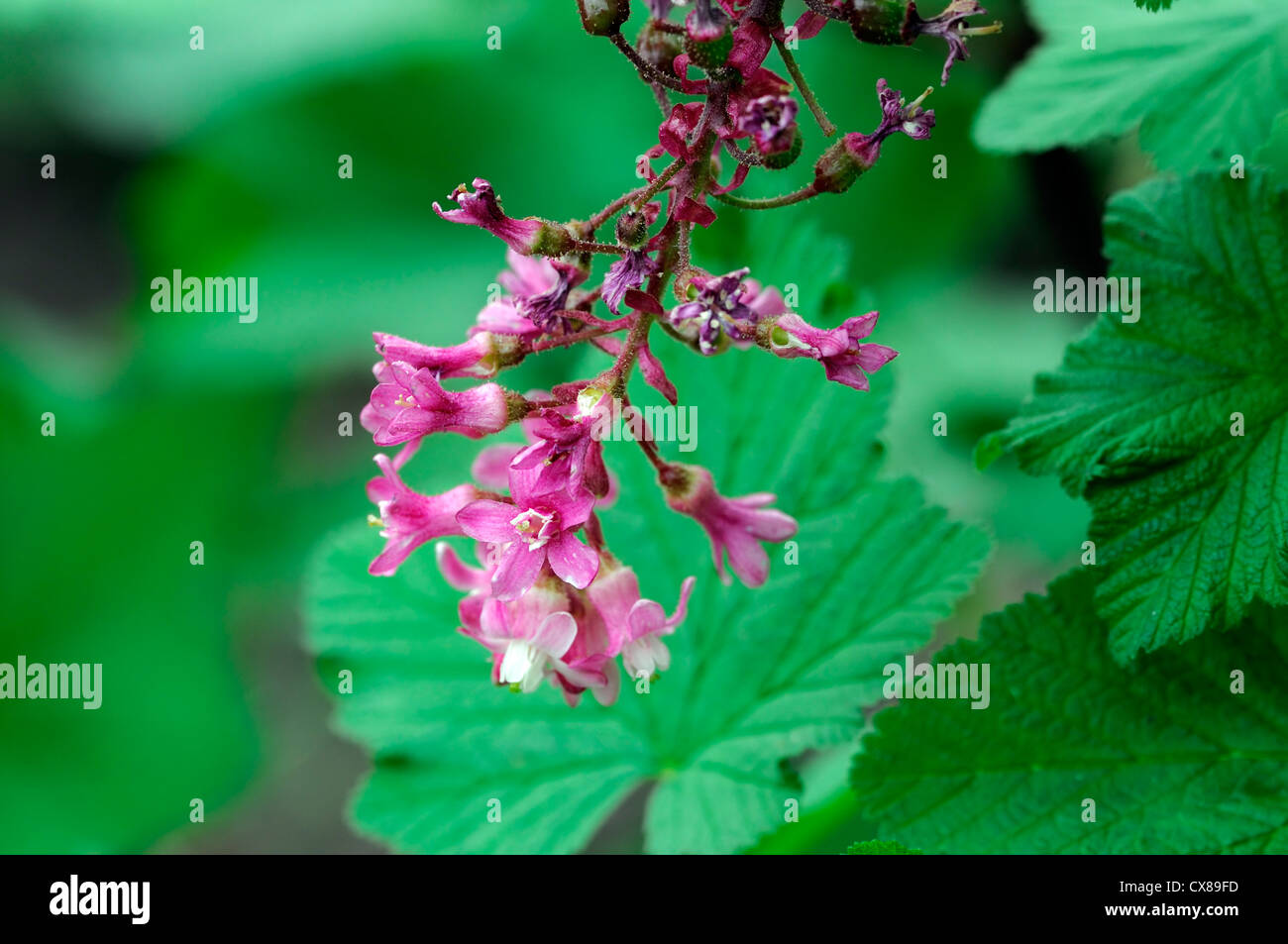 Ribes Sanguineum rosa Blüten Nahaufnahme Anlage Porträts sommergrüne Sträucher Johannisbeeren Frühling Blüte Blüte essbare Ernte Obst Stockfoto