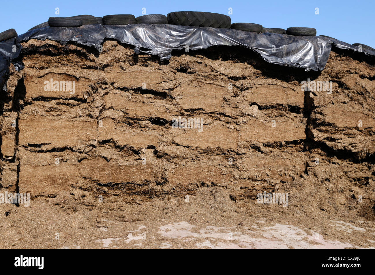 offenen Silage Grube Gesicht vorderen Hof Futter Futtermittel Rohstoffe Rasen Futter winter Stockfoto