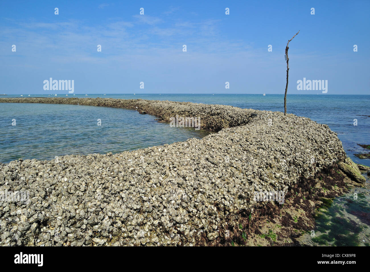 Alte mittelalterliche Fisch Sperre / Écluse, traditionelle Art der Fallenjagd Fisch bei Ebbe auf der Insel Ile de Ré, Charente-Maritime, Frankreich Stockfoto