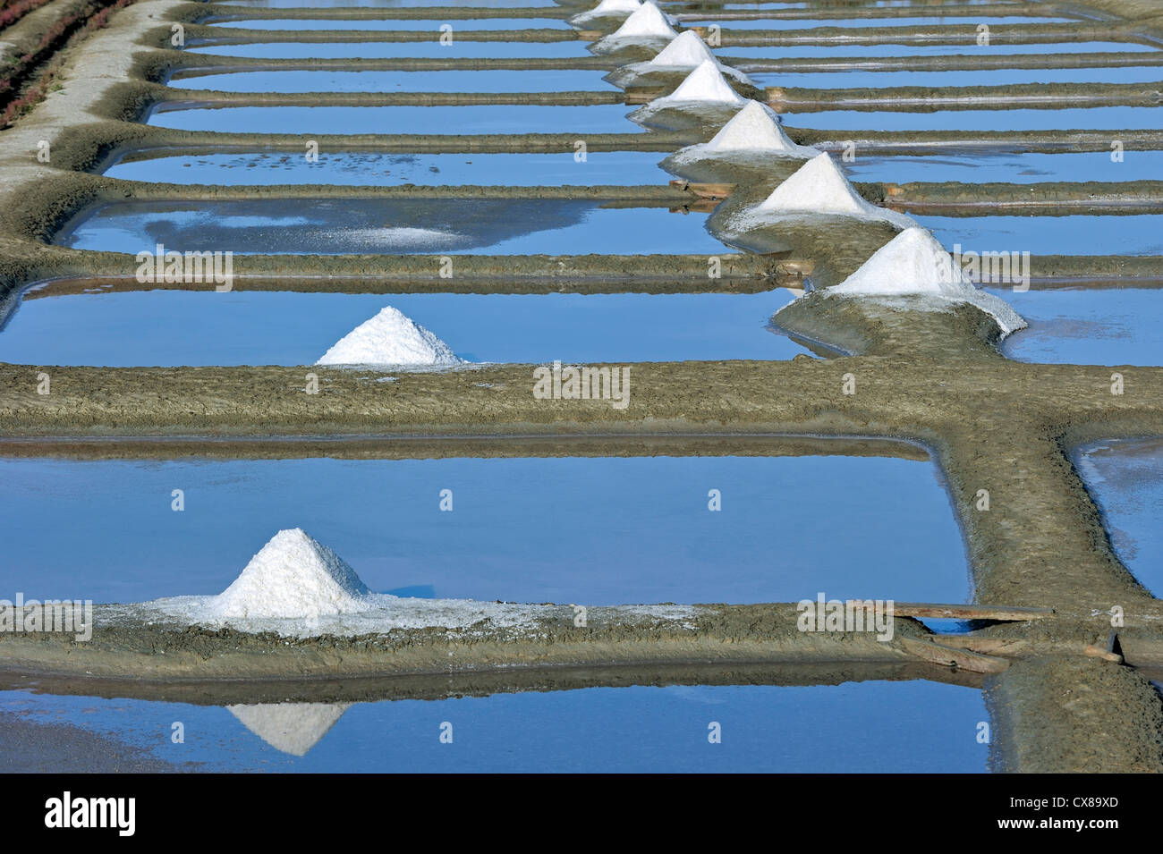Pfähle auf Salzpfanne für die Produktion von Fleur de Sel / Meersalz entlang der Küste auf der Insel Ile de Ré, Charente-Maritime, Frankreich Stockfoto