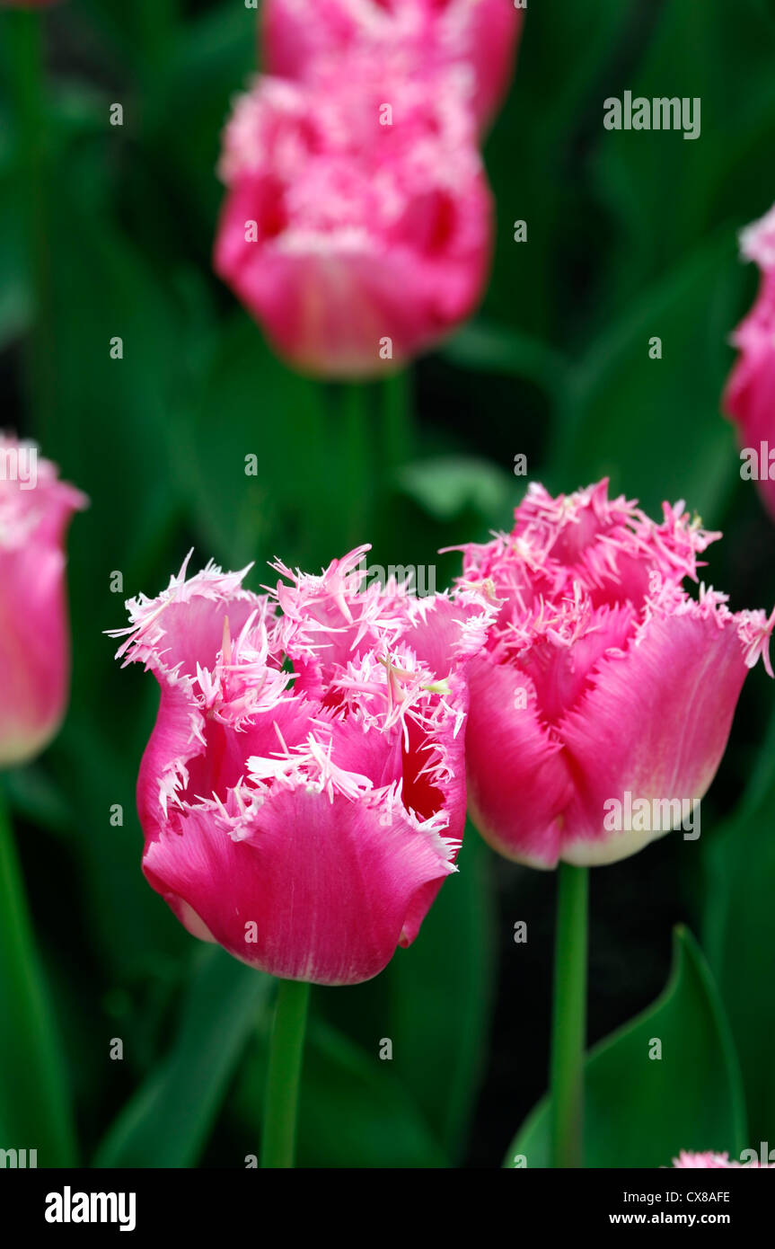 Tulipa neuer Look mit Fransen rosa weiße Tulpe Garten Blumen Frühling Blume Blüte Blüte Bett Farbe Farbe Stockfoto