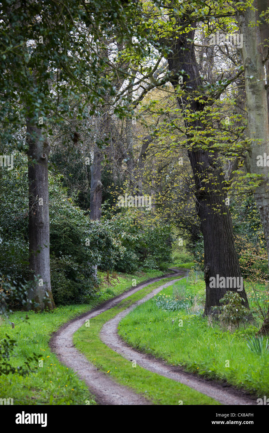 Spuren, so dass A Straße durch einen Wald; Northumberland, England Stockfoto