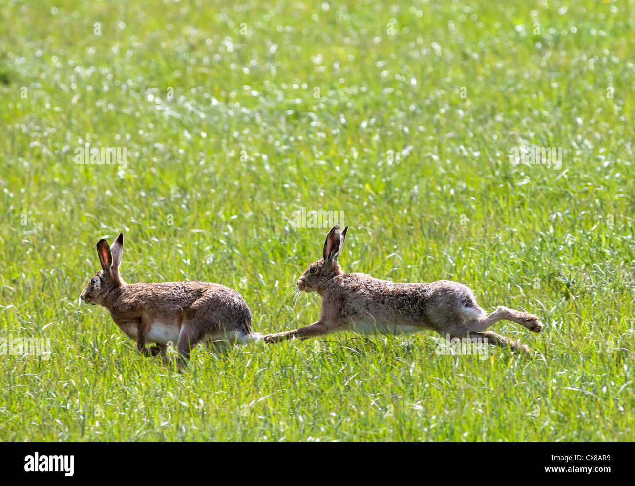 Zwei Hasen auf der Wiese spielen; Northumberland, England Stockfoto