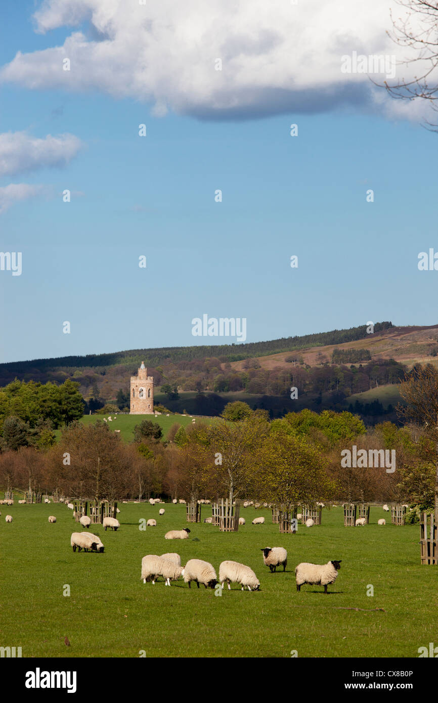 Schafbeweidung In einem Feld mit Hurlestone Turm an Lilburn im Hintergrund; Northumberland, England Stockfoto