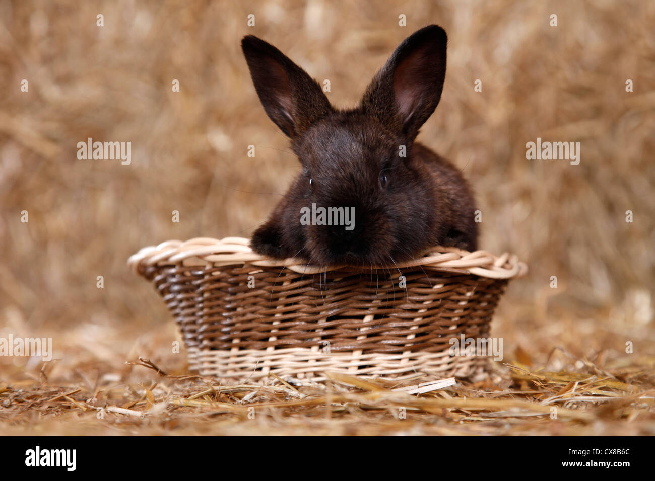 Bunny Stockfoto
