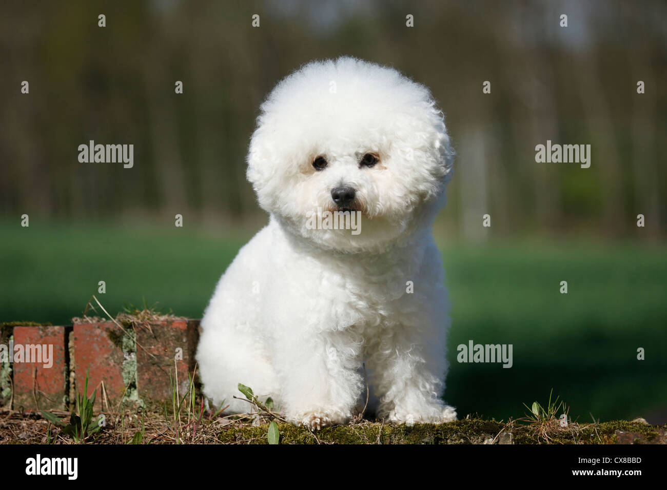 Bichon Frise sitzt Stockfoto