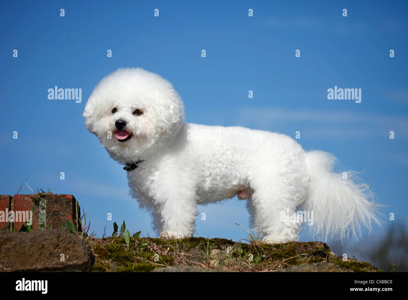 stehende Bichon Frise Stockfoto