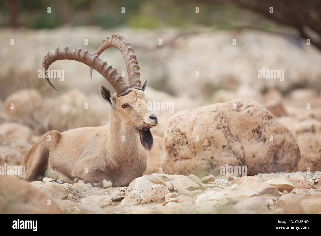 Steinbock auf dem felsigen Boden liegend; Jordantal-Israel Stockfoto