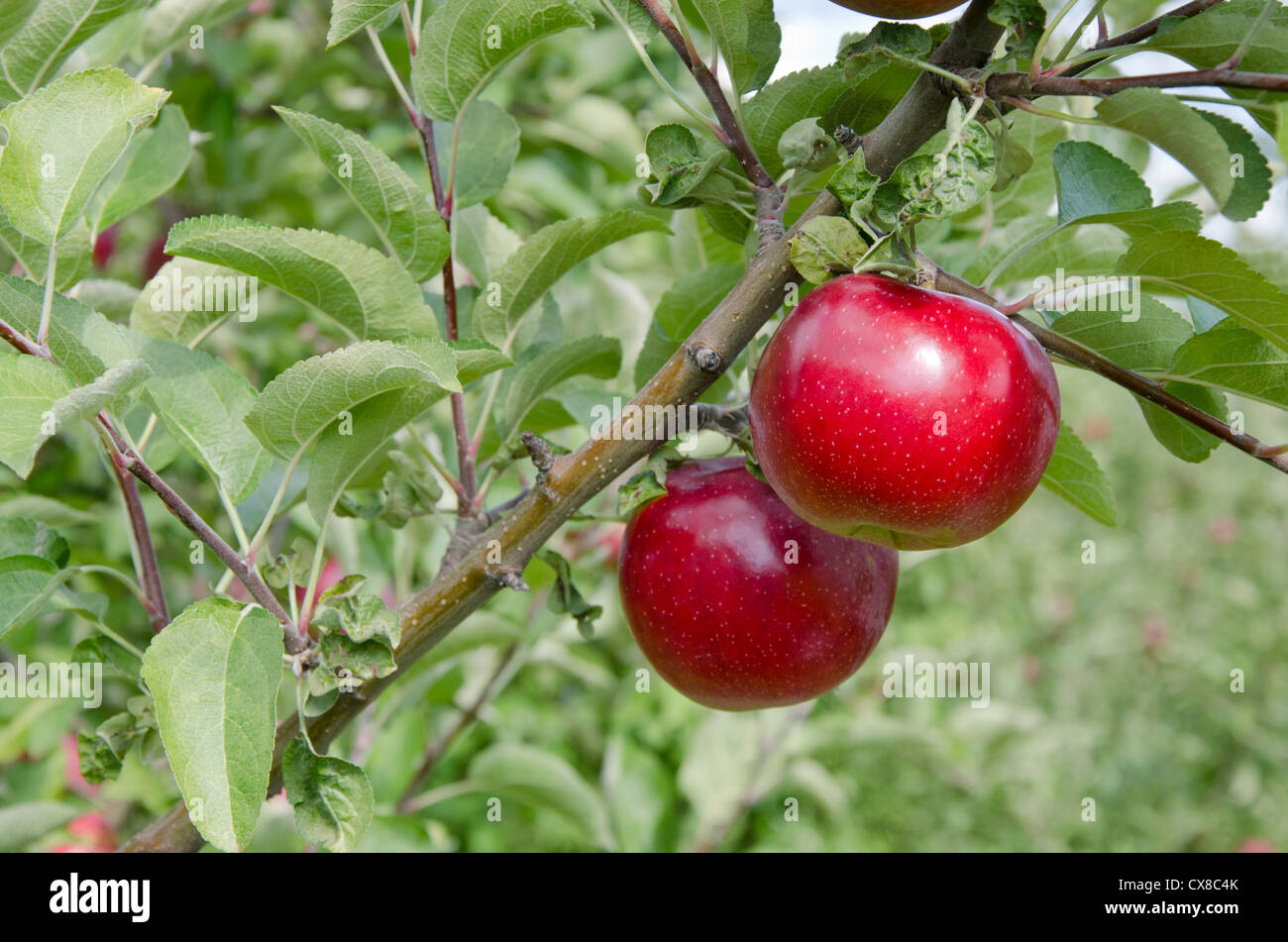 New York, LaFayette. Typische Apfelplantage im Bundesstaat New York zur Erntezeit. Stockfoto