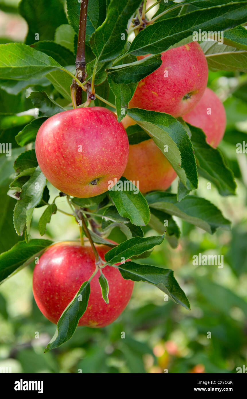 New York, LaFayette. Typische Apfelplantage im Bundesstaat New York zur Erntezeit. Stockfoto