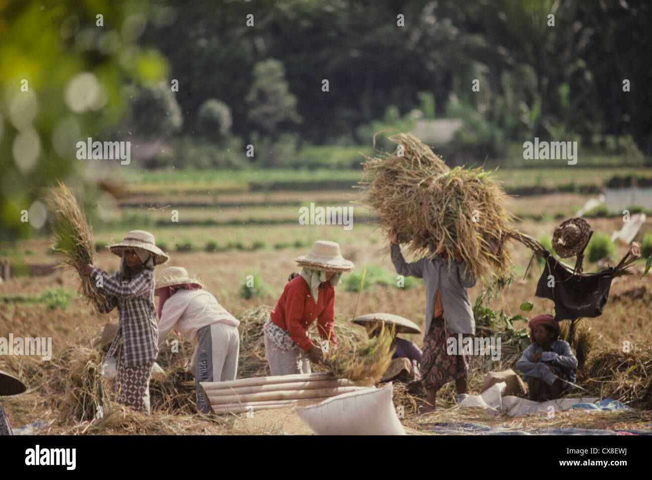 Reisfeld Arbeiter in der Nähe von Ubud, Bali-Indonesien Stockfoto
