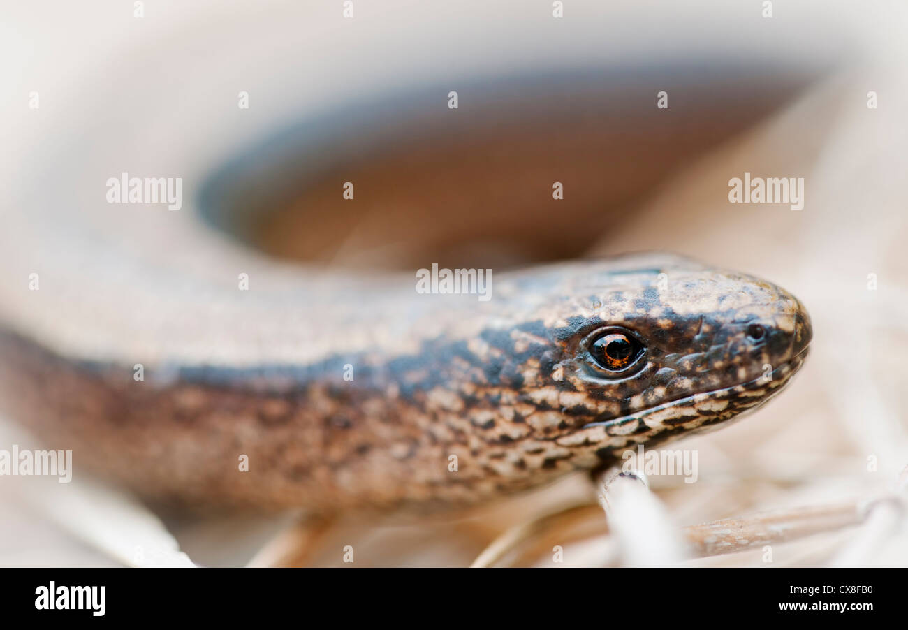 Blindschleiche Stockfoto