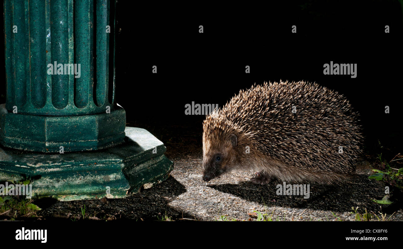 Igel auf Nahrungssuche in einem Wohn Garten Stockfoto