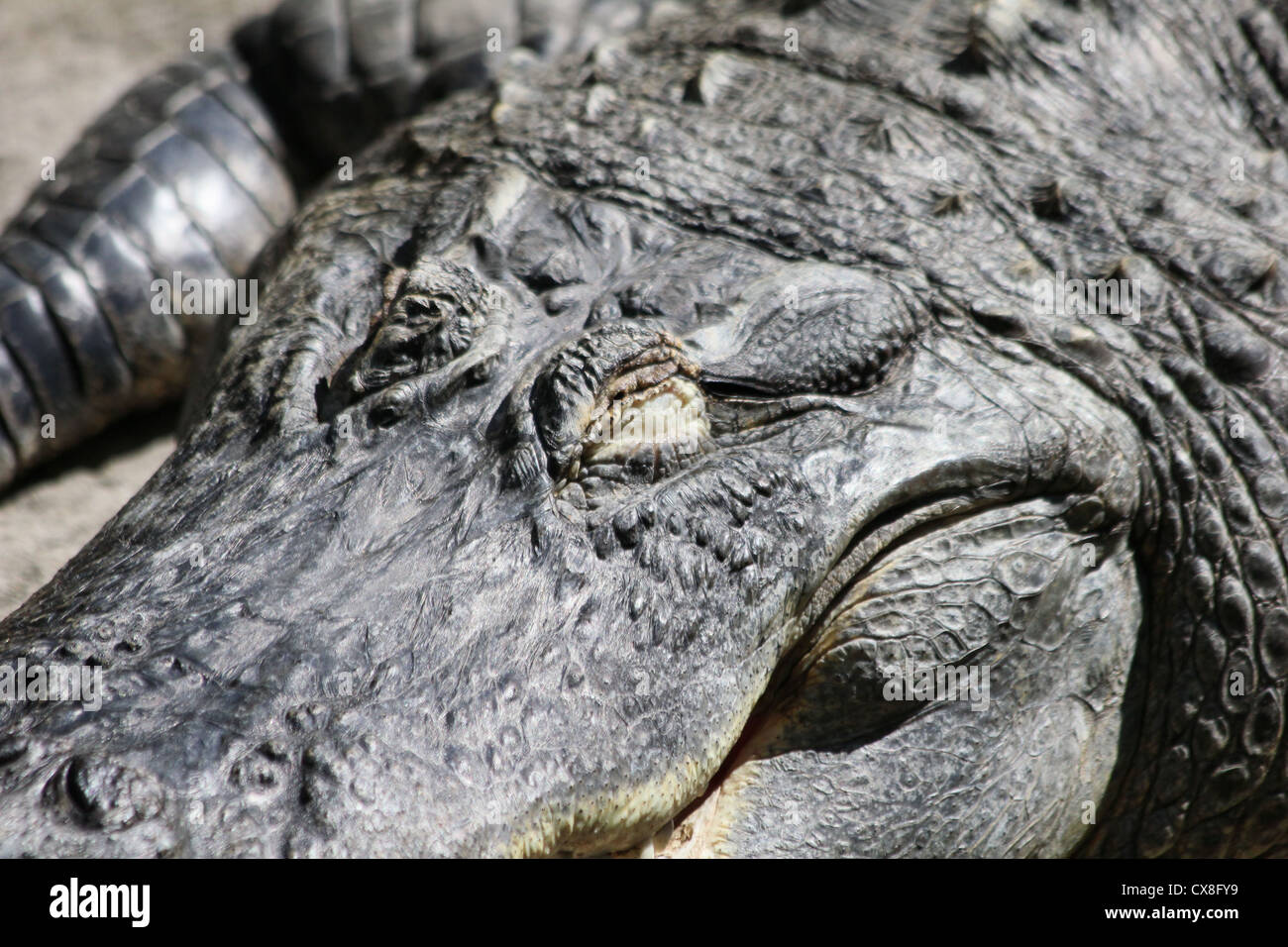 Krokodil oder Alligator in der Sonne. Stockfoto