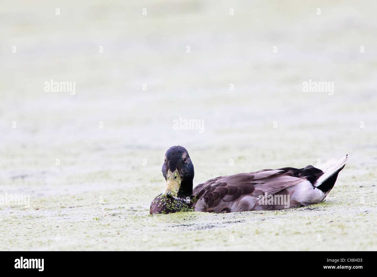 Stockente auf dem Wasser; St. Albert Alberta Kanada Stockfoto