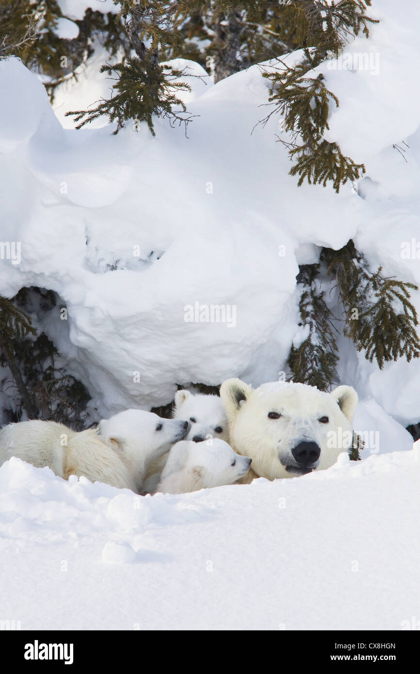 Eisbär (Ursus Maritimus) Sau und drei Jungtiere außerhalb ihrer Höhle im Wapusk National Park; Manitoba Kanada Stockfoto