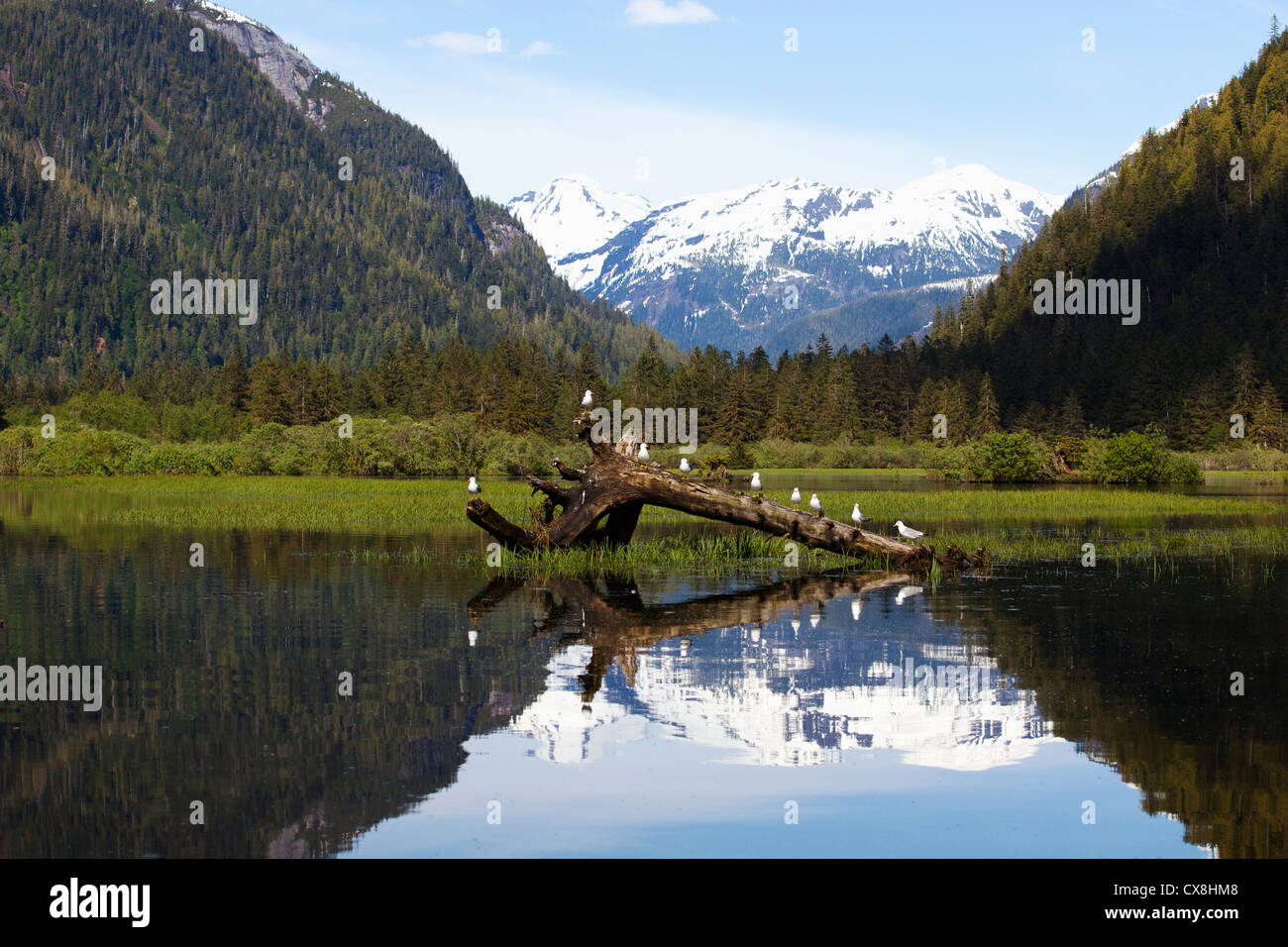 Möwen sitzen auf einem Baumstamm im Khutzeymateen Grizzly Bear Sanctuary in der Nähe von Prince Rupert; British Columbia Kanada Stockfoto