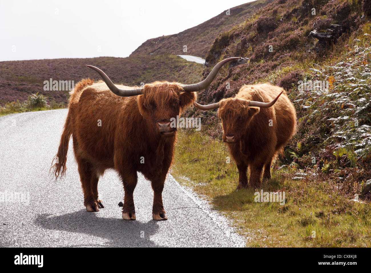 Straßensperre! Schottische Hochlandrinder / Kühe Sperrung der Straße in der Nähe von Elgol, Isle Of Skye, Schottland, UK Stockfoto