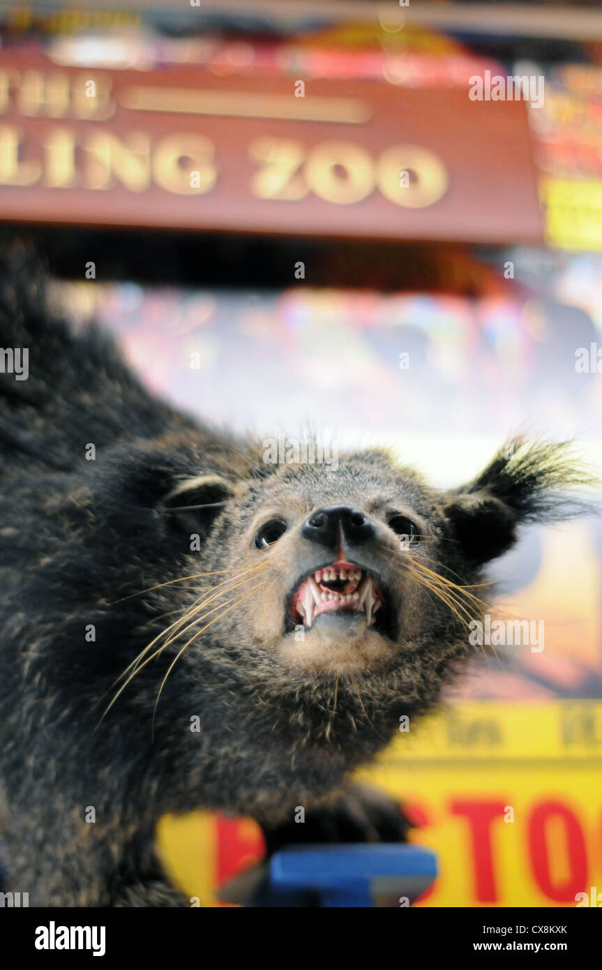 skurrile Schuss eines Säugers gefüllte Zoo. Stockfoto