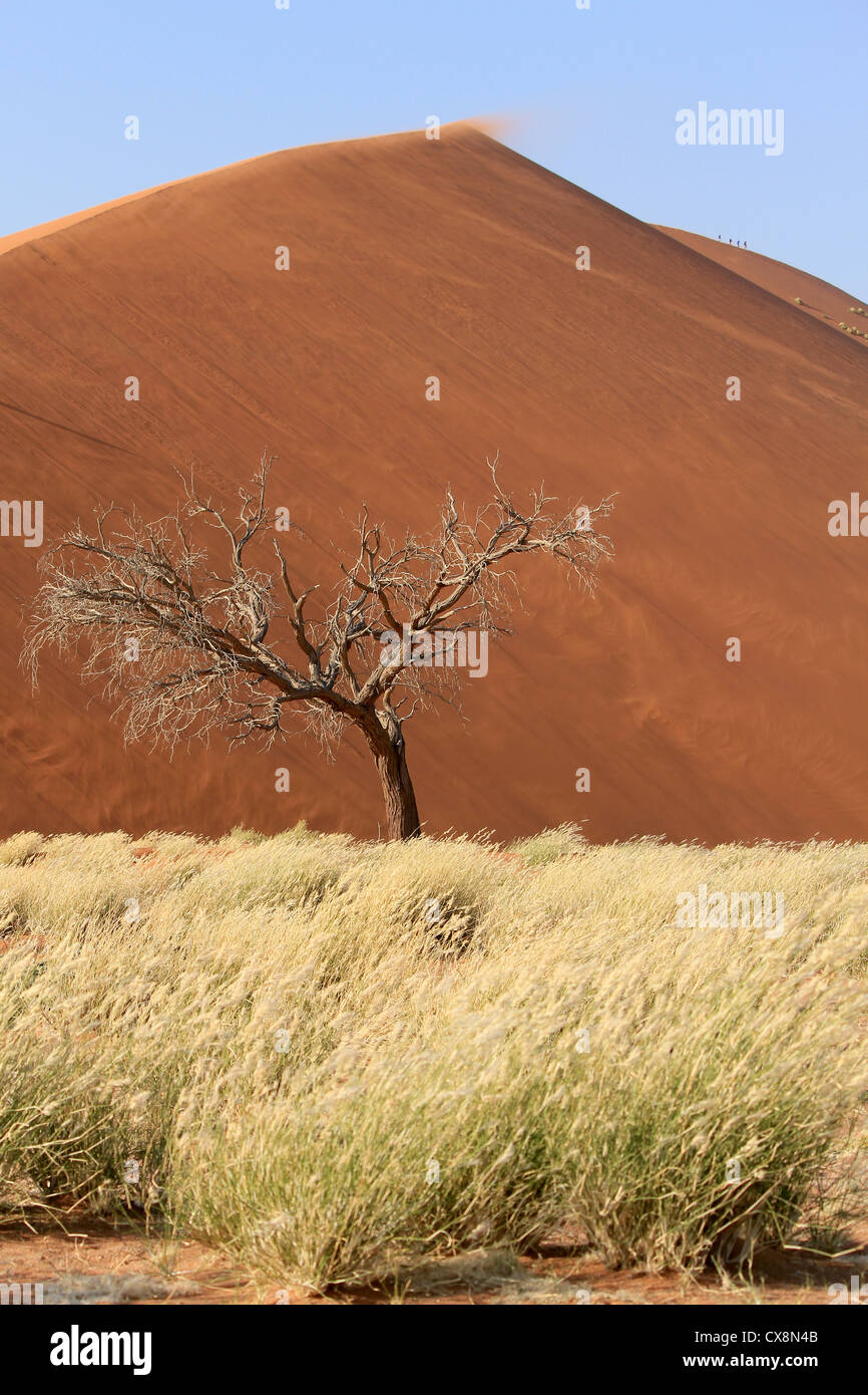 Sossusvlei Dünen Landschaft in der Nanib Wüste in der Nähe von Sesriem, Namibia Stockfoto