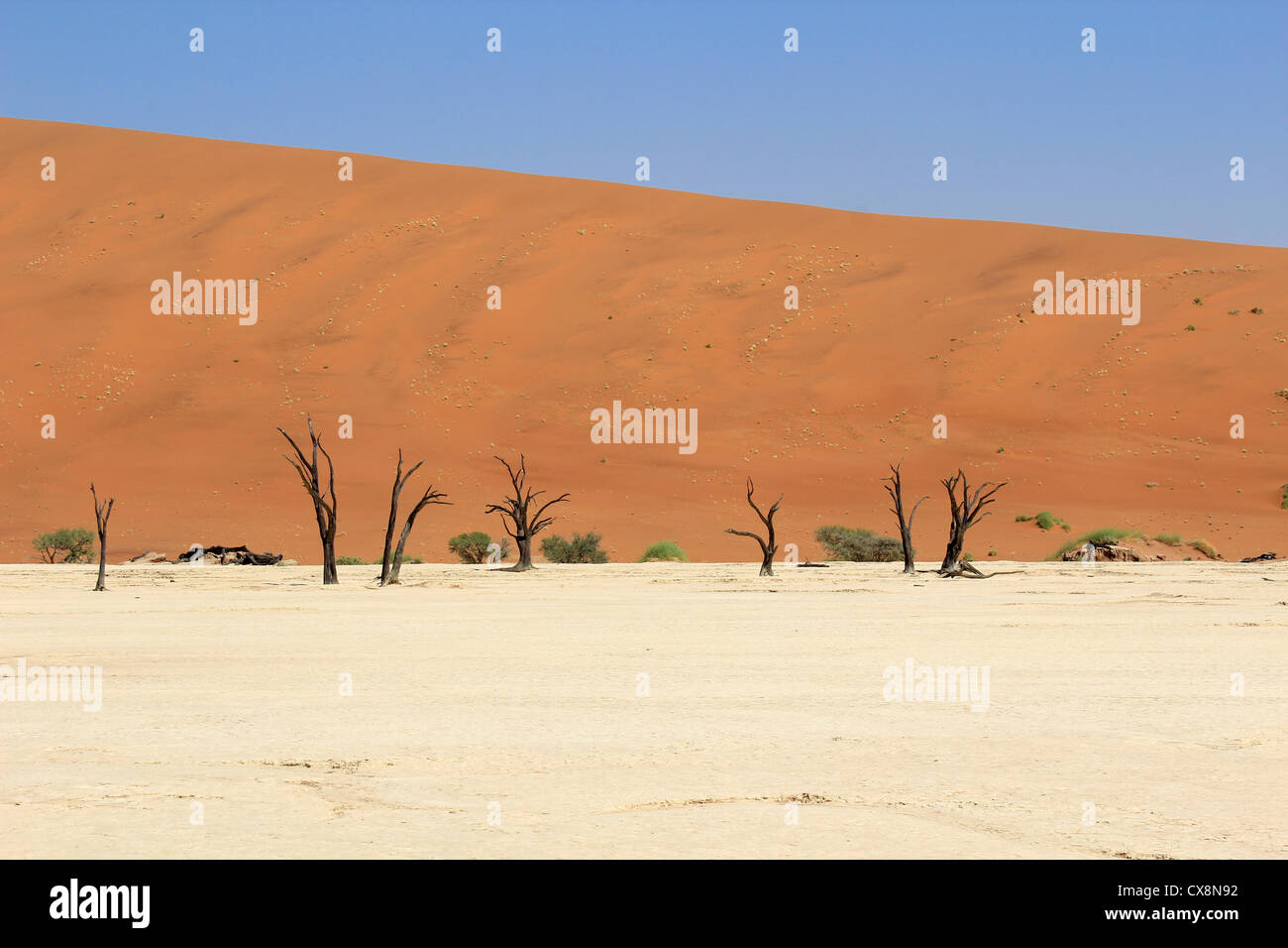 Sossusvlei tot Tallandschaft in der Nanib Wüste in der Nähe von Sesriem, Namibia Stockfoto