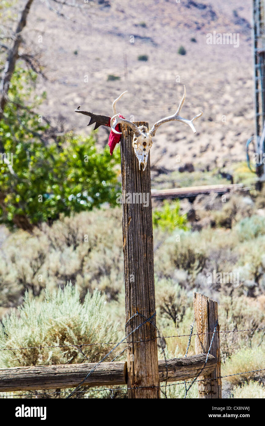 Ein Hirsch-Schädel und Antilope Schädel auf einem Mast an der Pyramid Lake Indian Reservation im Nordnevada Pauite-Indianer-Reservat Stockfoto