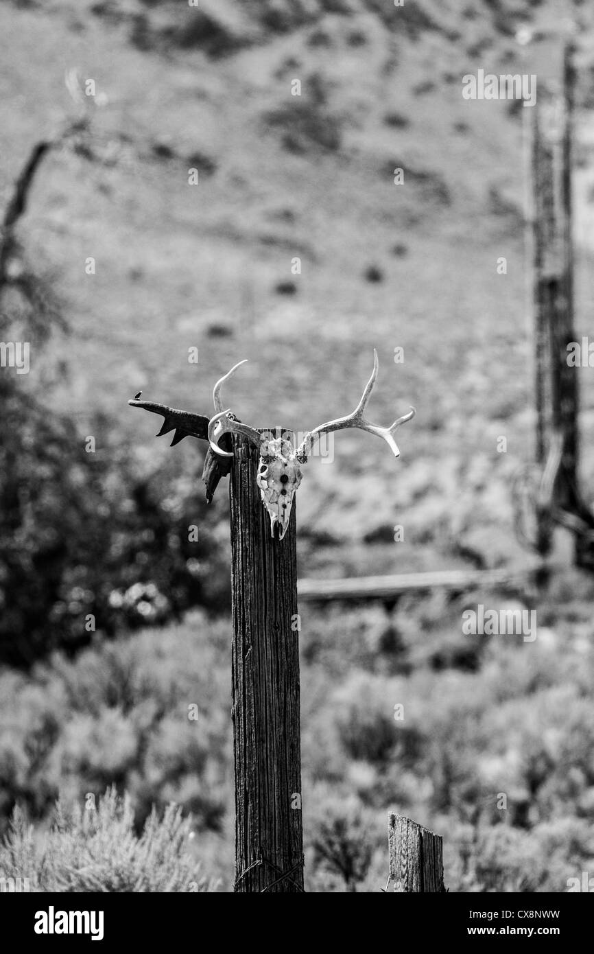 Ein Hirsch-Schädel und Antilope Schädel auf einem Mast an der Pyramid Lake Indian Reservation im Nordnevada Pauite-Indianer-Reservat Stockfoto