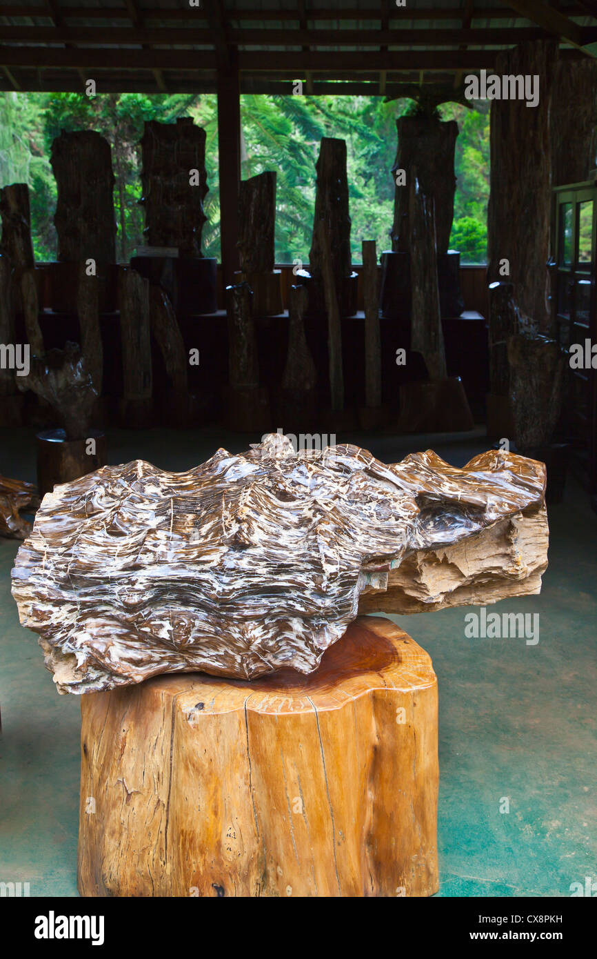 VERSTEINERTES Holz Ausstellung im KANDAWGYI NATIONALGARTEN in PYIN U LWIN auch bekannt als MAYMYO - MYANMAR Stockfoto