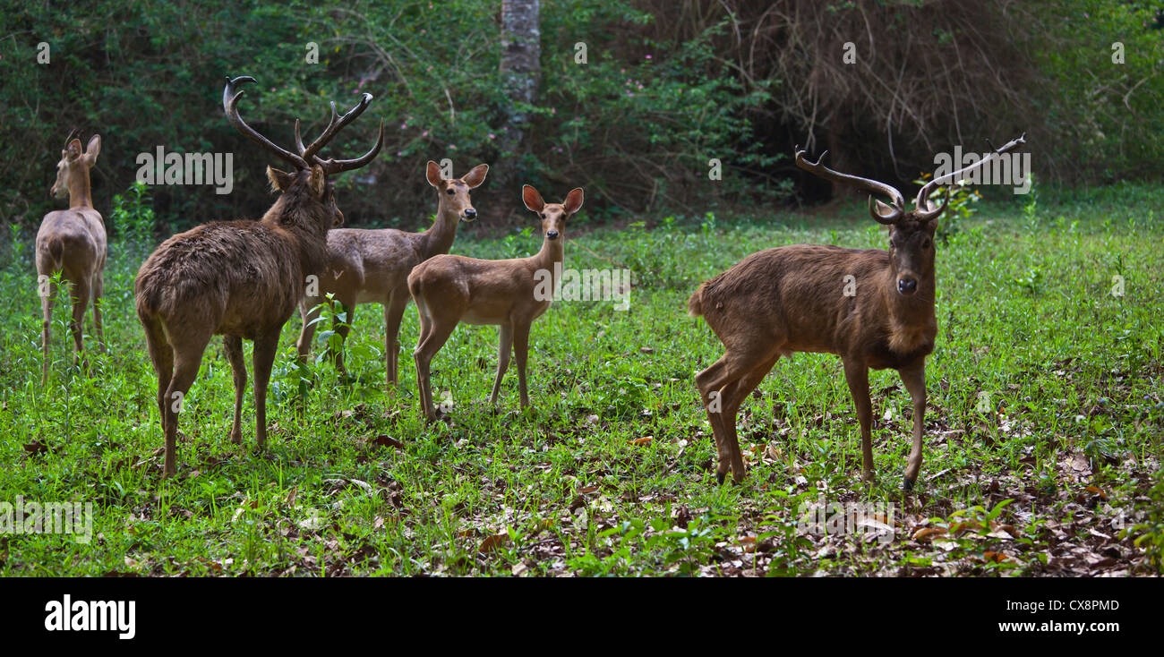 Hirsch am KANDAWGYI NATIONALGARTEN in PYIN U LWIN auch bekannt als MAYMYO - MYANMAR Stockfoto