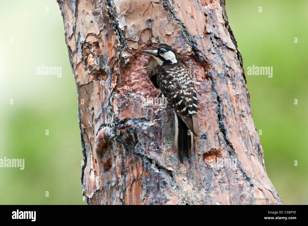 Rothaariger Woodpecker-Vogel sitzt in Nest Cavity Stockfoto
