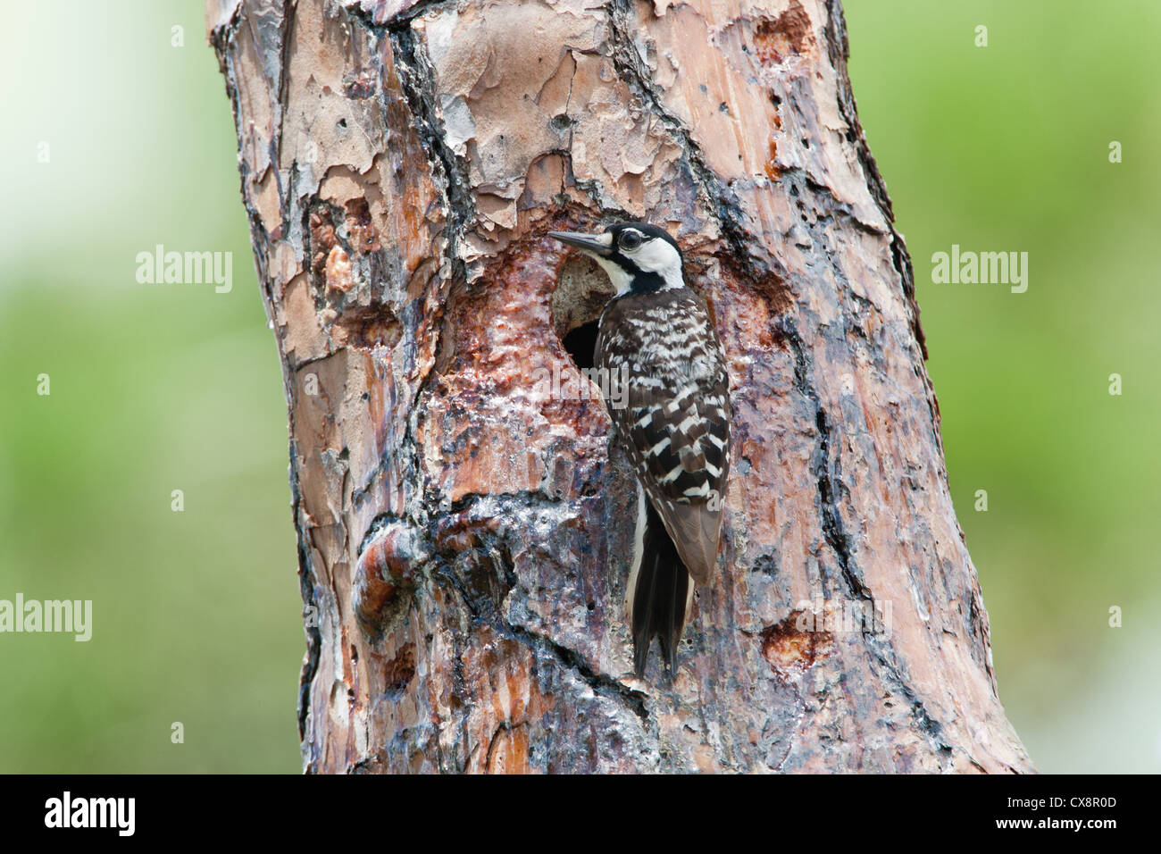 Rothaariger Woodpecker-Vogel sitzt in Nest Cavity Stockfoto