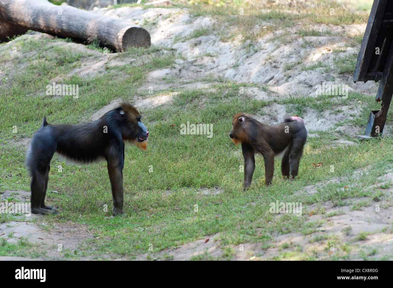 Zwei Affen Stockfoto