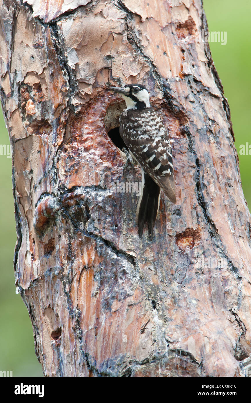 Rothaariger Woodpecker-Vogel, der in Nest Cavity senkrecht steht Stockfoto